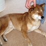 dog_lazy