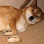 killer_guard_dog