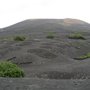 vines_on_sand