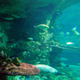 aqua_2