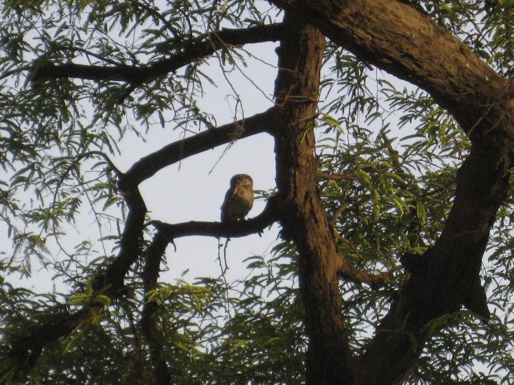 sleepy_owl