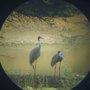 sarus_crane_pair