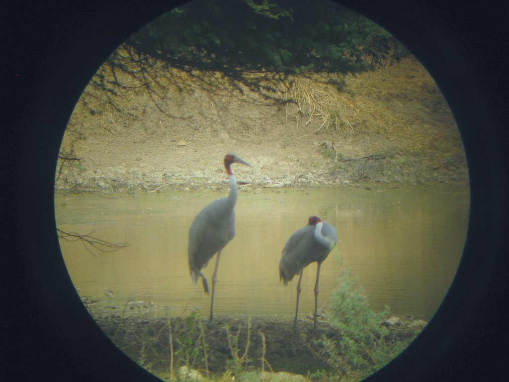 sarus_crane_pair