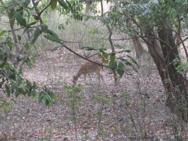 spotted_deer