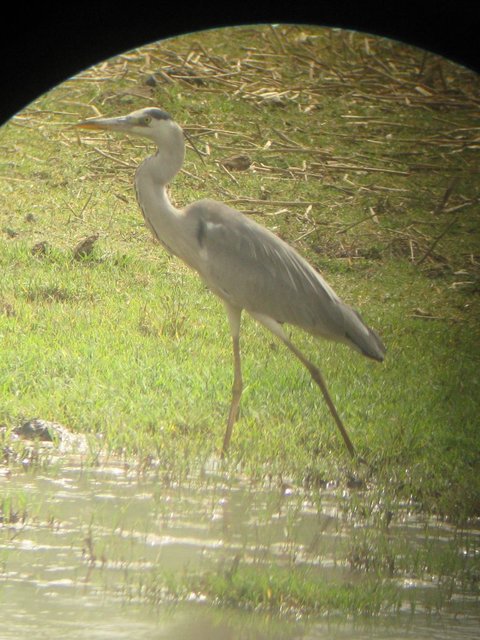 stork