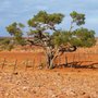 tree_fence