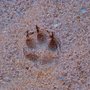 dingo_track