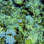 Isle_Maurice_05