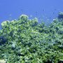 Isle_Maurice_08