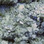 Isle_Maurice_20