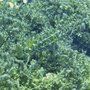 Isle_Maurice_22
