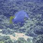 Isle_Maurice_25