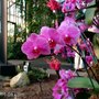 Orchid_close