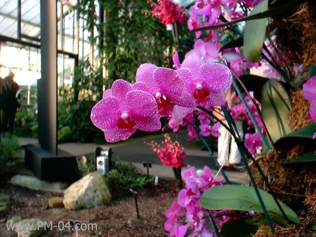 Orchid_close