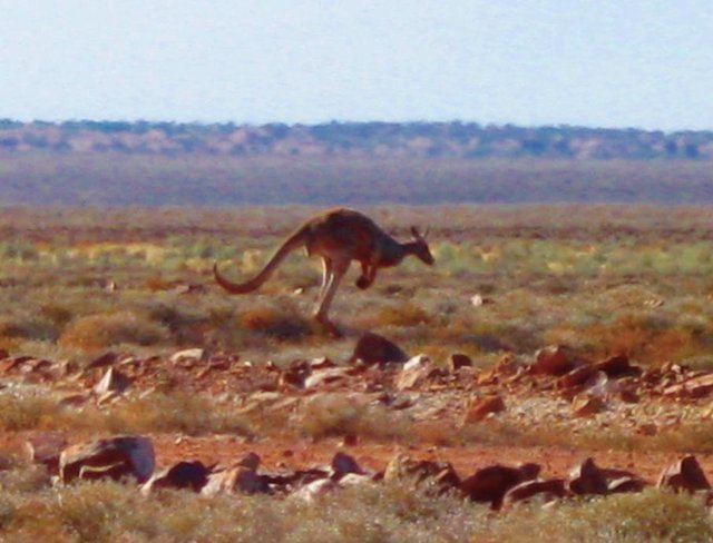 kangabounce